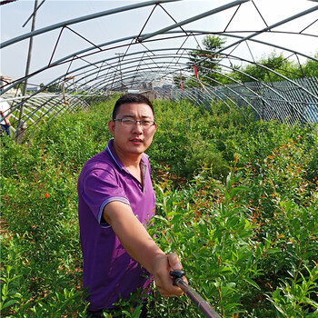 石榴苗供应，石榴树苗几年结果，泰安石榴苗培育基地