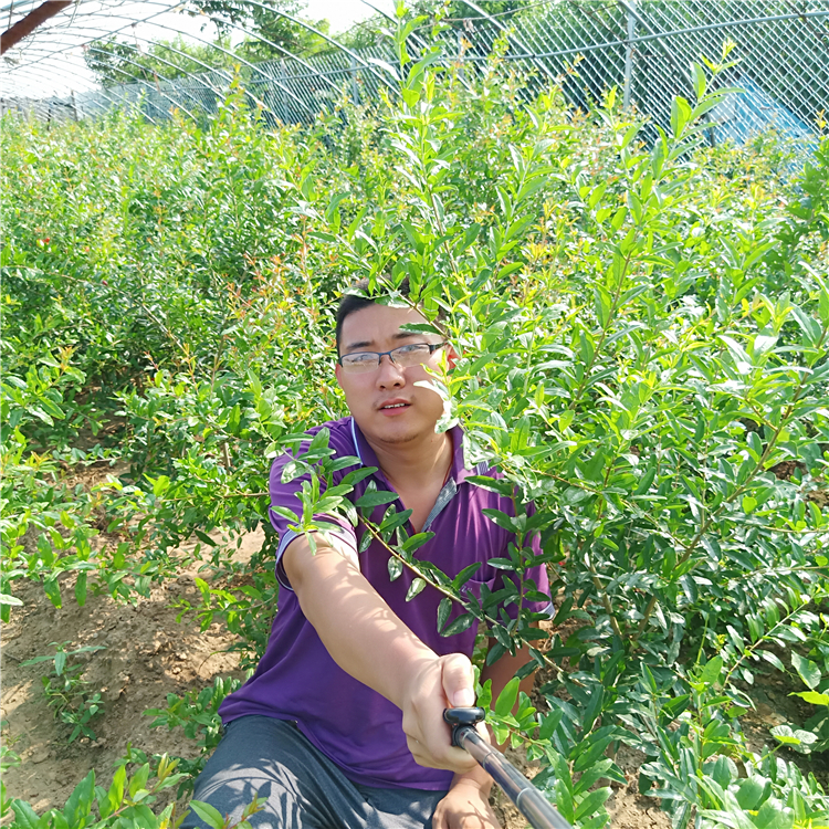 石榴苗销售，石榴苗繁殖，万恒丰石榴苗繁育基地