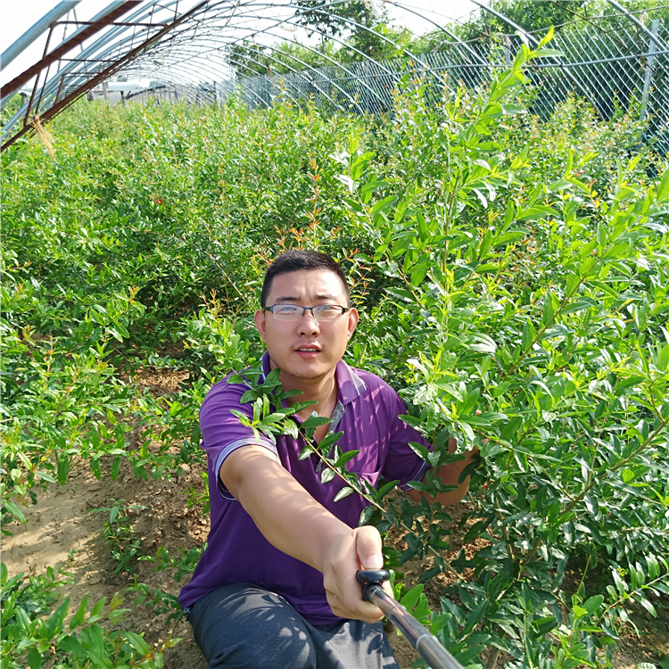 石榴苗哪个品种好，石榴树苗图片，石榴苗繁育基地