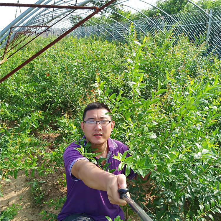 3公分石榴树苗，石榴苗报价，泰安石榴苗培育基地