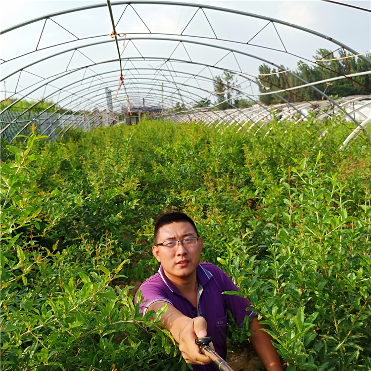 石榴苗哪个品种好，石榴树苗价格，石榴苗基地