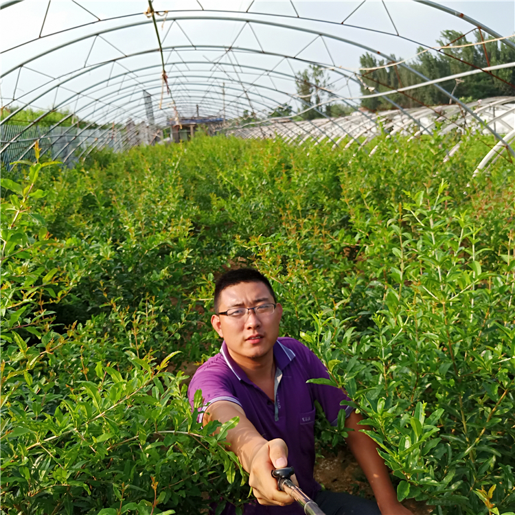 石榴树幼苗，石榴树苗价格，万恒丰石榴苗培育基地