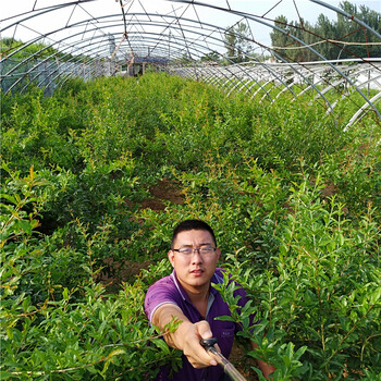 石榴苗銷售，石榴苗，石榴苗繁育基地