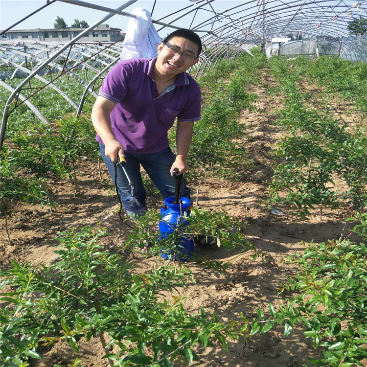 石榴苗銷售，石榴苗種植，萬恒豐石榴苗培育基地