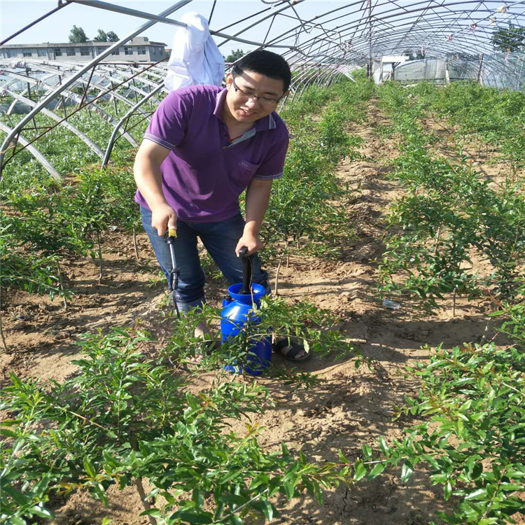 石榴苗哪个品种好，石榴树苗图片，石榴苗繁育基地