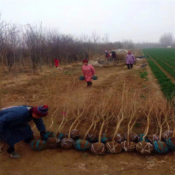 3公分石榴樹(shù)苗，石榴苗批發(fā)，萬(wàn)恒豐石榴苗繁育
