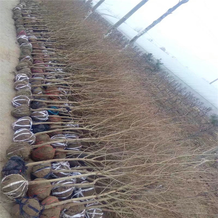 石榴苗哪個品種好，石榴苗種植，石榴苗培育基地