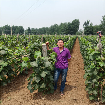 什么葡萄苗品種好，葡萄苗購(gòu)買，葡萄苗銷售行情