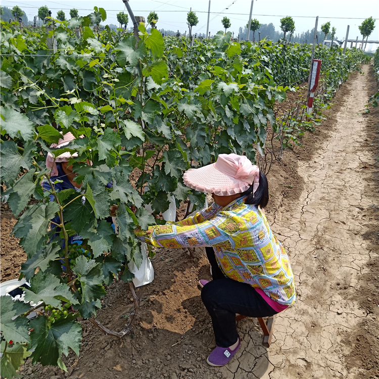 葡萄苗什么品种好，葡萄苗哪里有卖，山东葡萄苗基地