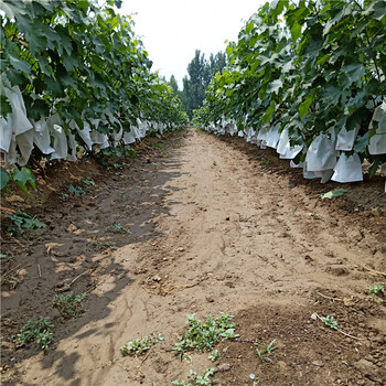 葡萄苗什么品种好，三年以上葡萄苗出售，葡萄苗育苗基地