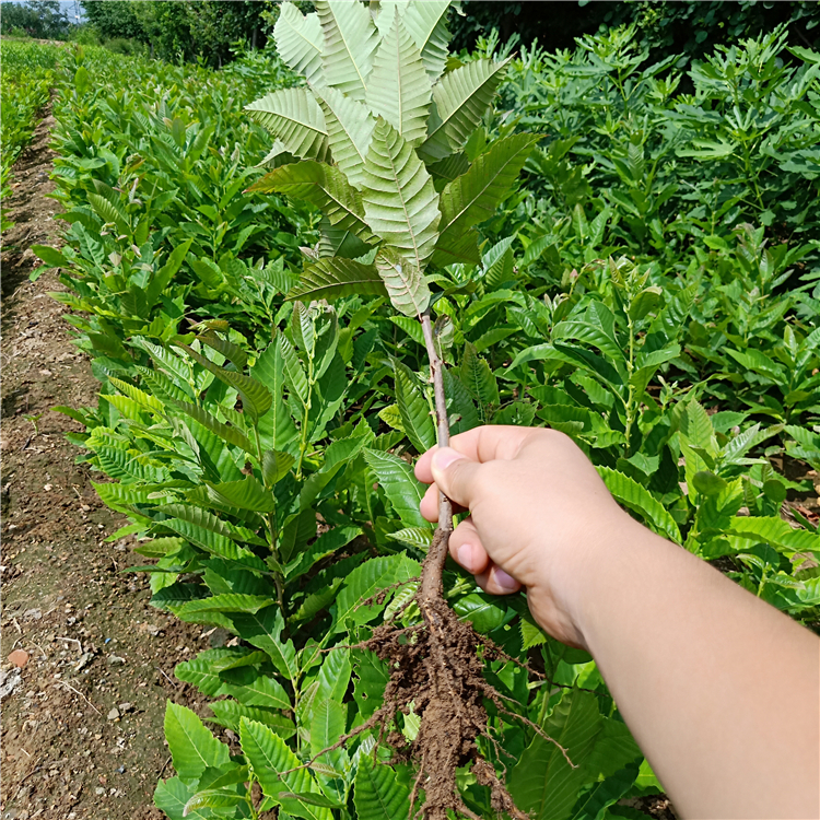 批發(fā)嫁接板栗苗，板栗苗多少錢，供應嫁接板栗苗