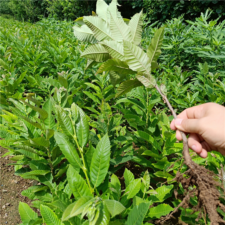 批发板栗苗，板栗苗木价格，泰山薄壳板栗苗出售，板栗苗价格