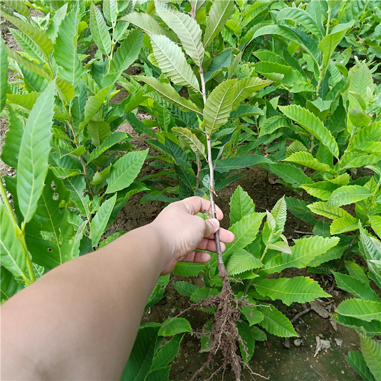 嫁接板栗苗，香味浓，板栗苗价格，板栗树苗什么品种好