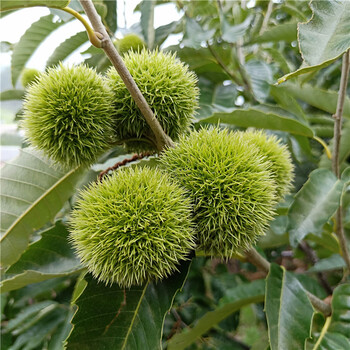 板栗苗多少钱一棵，香味浓，板栗苗价格，嫁接板栗苗