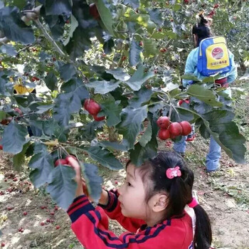 供应山楂苗，求购山楂树苗，山楂苗价格，山东山楂苗基地