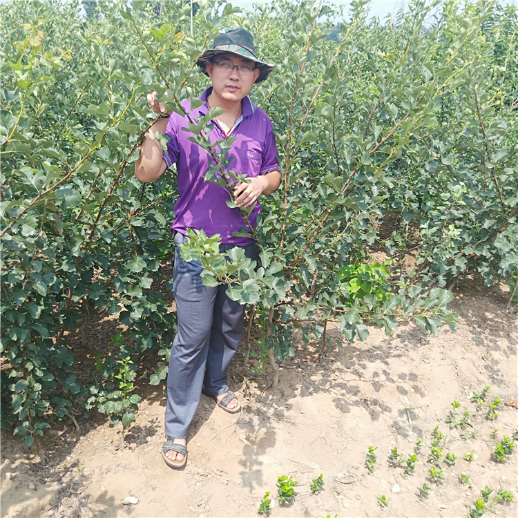 出售山楂苗，山楂樹種植方法，山楂苗價格，山楂苗木公司