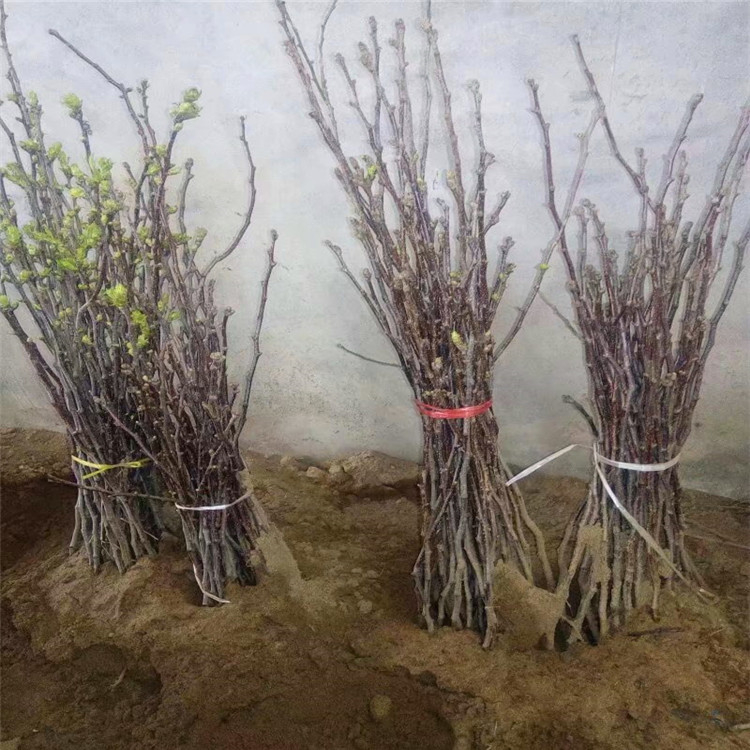 山楂樹圖片，哪里有山楂苗，山楂樹苗價(jià)格，山楂樹苗批發(fā)基地