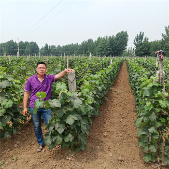 葡萄苗價(jià)格，巨峰葡萄苗，哪里有葡萄苗出售，葡萄苗木多少錢(qián)