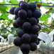 葡萄苗价格，晚熟葡萄苗新品种，优质葡萄苗出售，葡萄苗价格