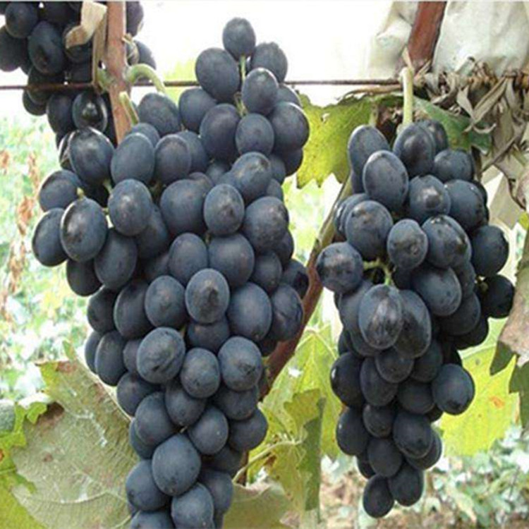 葡萄苗价格，葡萄苗品种价格，葡萄苗种植技术，蓝宝石葡萄苗价格