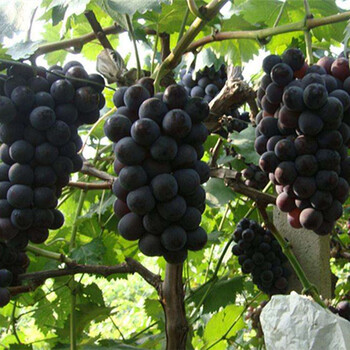 葡萄苗几年可以结果，晚熟葡萄苗新品种，葡萄苗哪里买便宜，葡萄苗价格