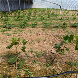 葡萄苗价格，葡萄苗新品种，新品种葡萄苗，葡萄苗木价格图片0