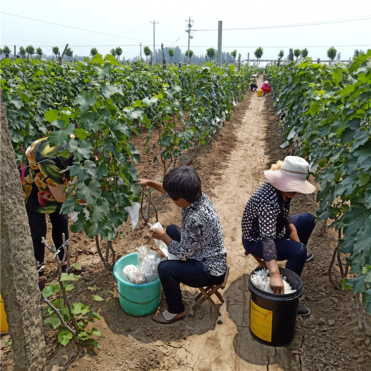 葡萄苗价格，葡萄苗品种价格，葡萄苗种植技术，蓝宝石葡萄苗价格