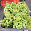 葡萄苗几年可以结果，早熟葡萄苗新品种，优质葡萄苗出售，葡萄苗价格图片