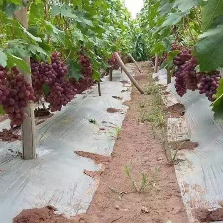 供应葡萄苗，葡萄苗种植基地，葡萄苗品种，葡萄苗木批发基地