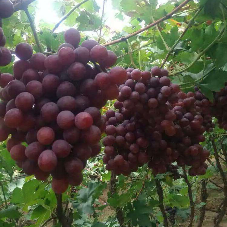 葡萄苗出售，晚熟葡萄苗新品种，葡萄苗出售，葡萄苗木多少钱