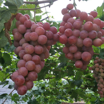 葡萄苗什么品种好，早熟葡萄苗新品种，哪里有葡萄苗出售，葡萄苗价格