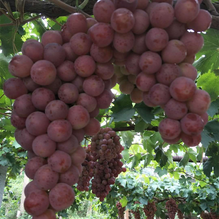 葡萄苗多少钱一株，葡萄苗新品种，葡萄苗栽培技术，葡萄苗种植技术