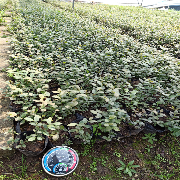 藍(lán)莓樹苗幾年結(jié)果，藍(lán)莓苗木價(jià)格，購買藍(lán)莓苗，藍(lán)莓苗基地