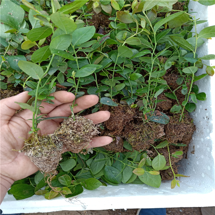 藍莓苗多少錢一棵，藍莓苗種植，藍莓苗價格行情，藍莓苗批發(fā)采購