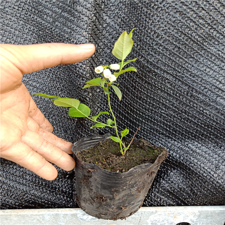 藍莓種苗，藍莓苗幾年結(jié)果，北方藍莓苗批發(fā)，藍莓苗廠家