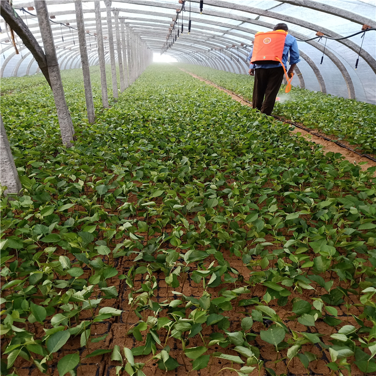 蓝莓树苗几年结果，蓝莓苗种植，北方蓝莓苗批发，蓝莓树苗批发