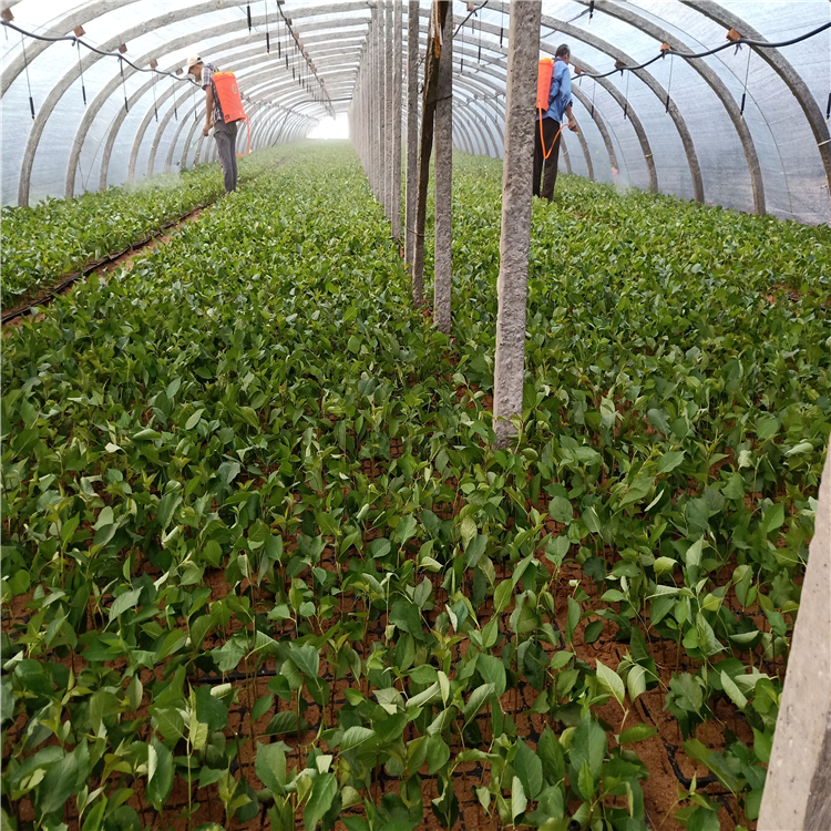 3年的藍(lán)莓苗價(jià)格，藍(lán)莓苗圖片，北方藍(lán)莓苗批發(fā)，藍(lán)莓苗廠家