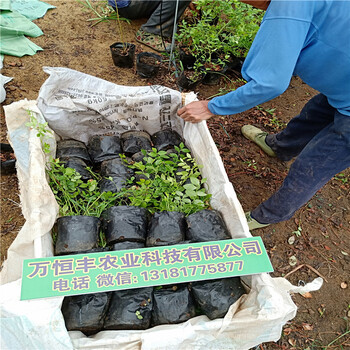 藍(lán)莓苗哪里買，藍(lán)莓苗的價(jià)格，藍(lán)莓苗哪里有，藍(lán)莓苗基地