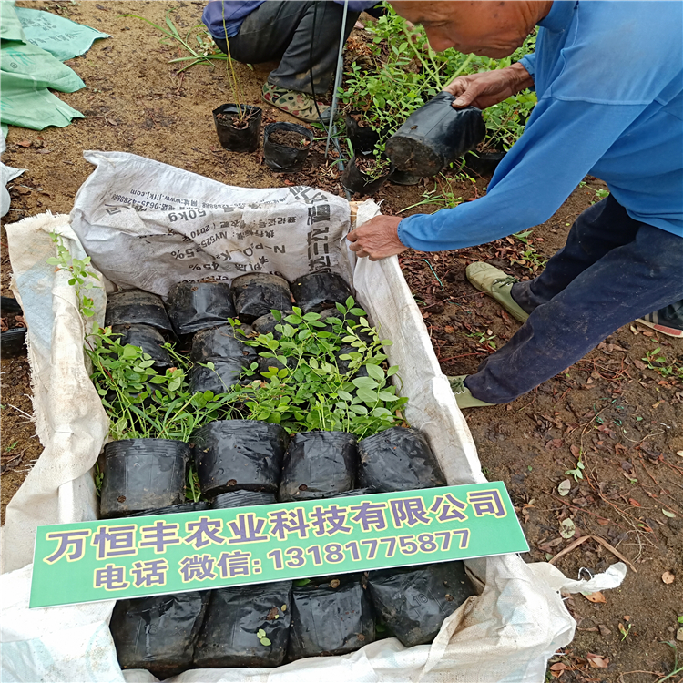 蓝莓树苗多少钱一棵，蓝莓苗种植，北方蓝莓苗批发，蓝莓苗几年结果