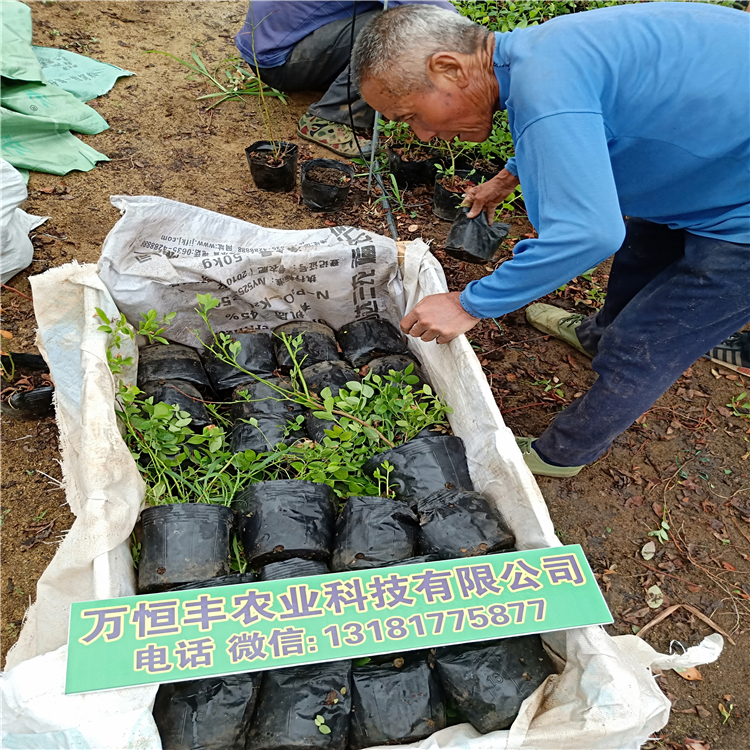 藍莓樹苗幾年結果，藍莓苗種植，藍莓苗價格，藍莓苗幾年結果