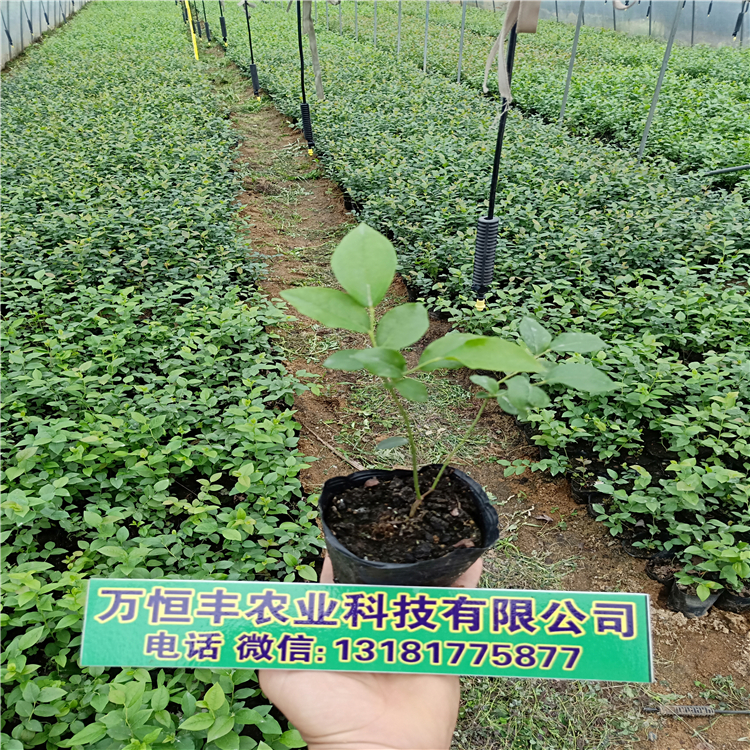 藍(lán)莓樹(shù)苗幾年結(jié)果，藍(lán)莓苗幾年結(jié)果，藍(lán)莓苗種植，藍(lán)莓苗哪家便宜