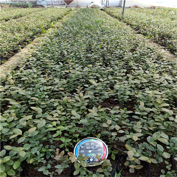 藍(lán)莓苗多少錢(qián)，兔眼藍(lán)莓苗價(jià)格，藍(lán)莓苗種植圖片