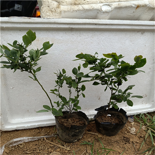 藍(lán)莓苗幾年結(jié)果，3年的藍(lán)莓苗價(jià)格，藍(lán)莓苗多少錢一棵