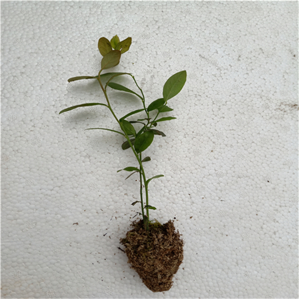 北方藍莓苗批發(fā)，藍莓苗哪里買，藍莓苗批發(fā)