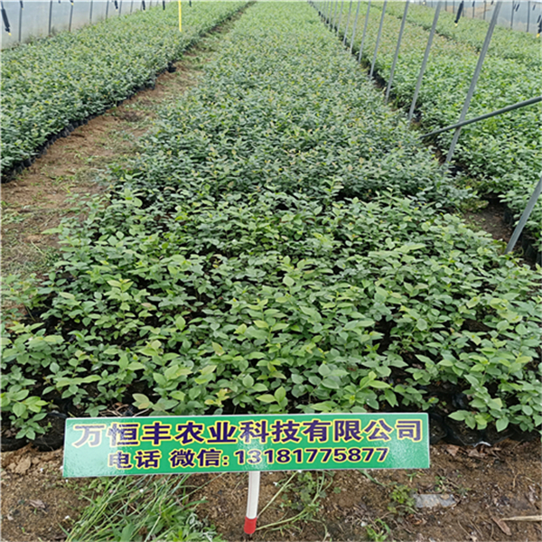 山東藍(lán)莓苗批發(fā)，藍(lán)莓苗圖片，藍(lán)莓苗廠家