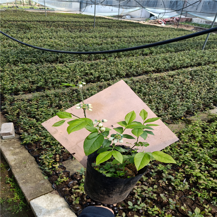 藍莓苗木價格，藍莓苗批發(fā)采購，哪里有藍莓苗出售