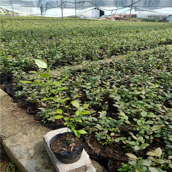 藍(lán)莓苗種植，藍(lán)莓苗幾年結(jié)果，藍(lán)莓苗批發(fā)價(jià)格表