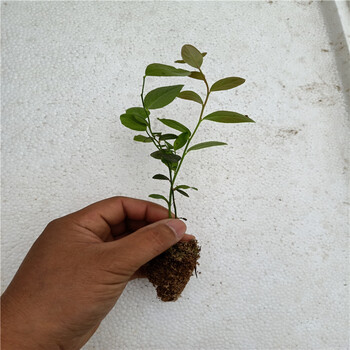 山東藍莓苗價格，兩年生藍莓苗價格，藍莓苗價格多少錢一顆