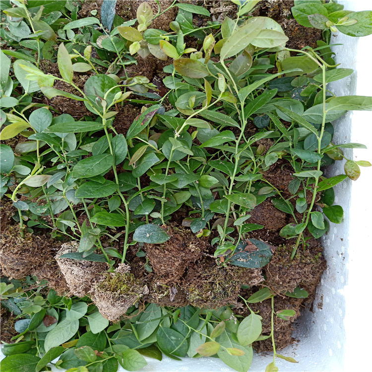 藍(lán)莓苗種植技術(shù)，藍(lán)莓苗出售，3年藍(lán)莓苗價格是多少