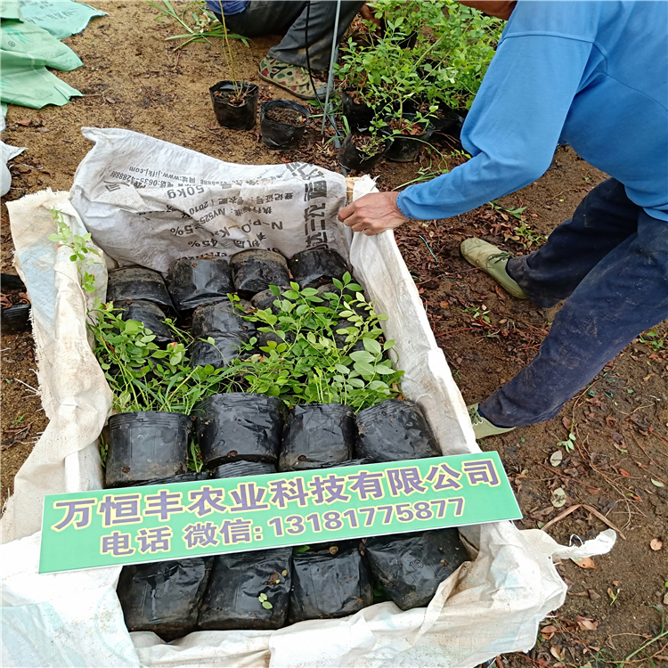 蓝莓苗种植图片，山东蓝莓苗价格，蓝莓苗价格多少钱一颗